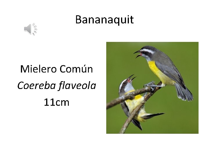 Bananaquit Mielero Común Coereba flaveola 11 cm 