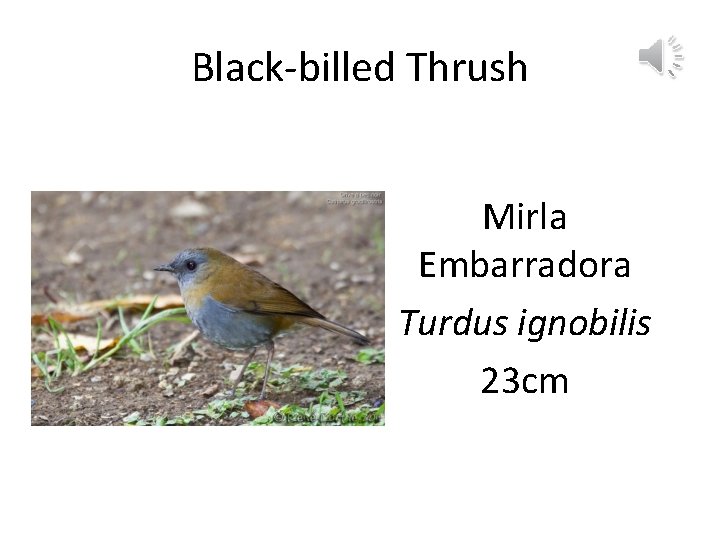 Black-billed Thrush Mirla Embarradora Turdus ignobilis 23 cm 