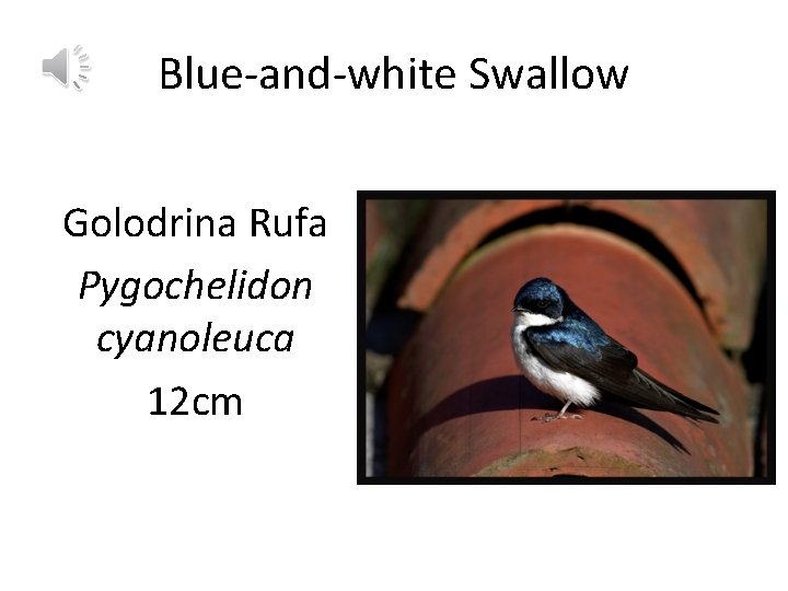 Blue-and-white Swallow Golodrina Rufa Pygochelidon cyanoleuca 12 cm 