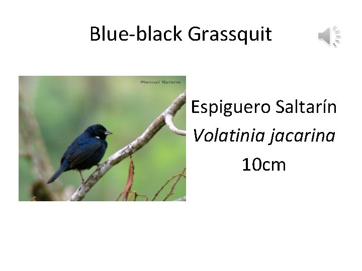 Blue-black Grassquit Espiguero Saltarín Volatinia jacarina 10 cm 