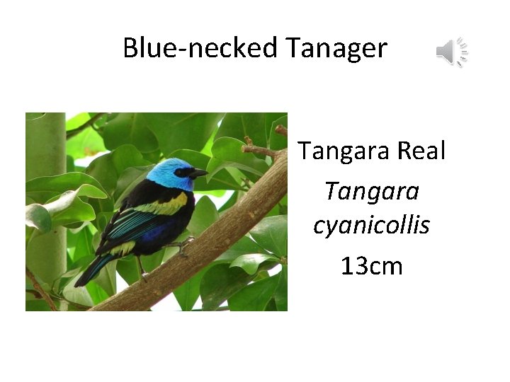 Blue-necked Tanager Tangara Real Tangara cyanicollis 13 cm 