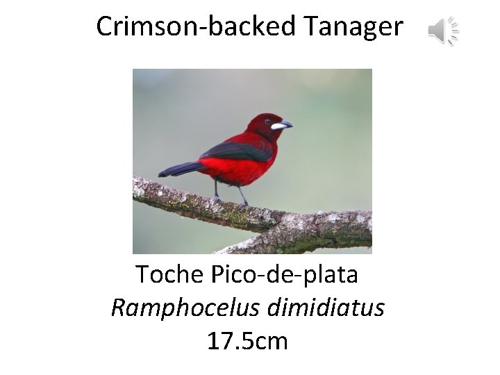 Crimson-backed Tanager Toche Pico-de-plata Ramphocelus dimidiatus 17. 5 cm 