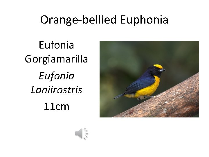 Orange-bellied Euphonia Eufonia Gorgiamarilla Eufonia Laniirostris 11 cm 