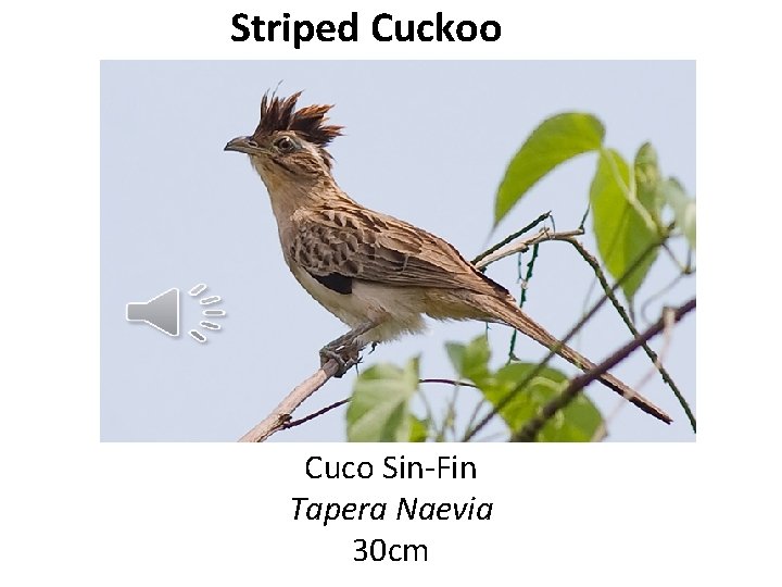 Striped Cuckoo Cuco Sin-Fin Tapera Naevia 30 cm 