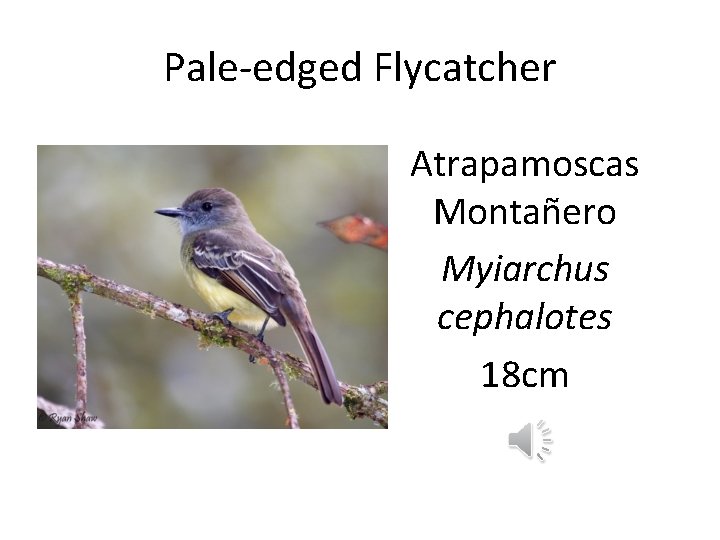 Pale-edged Flycatcher Atrapamoscas Montañero Myiarchus cephalotes 18 cm 