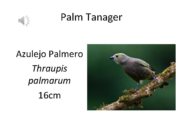 Palm Tanager Azulejo Palmero Thraupis palmarum 16 cm 