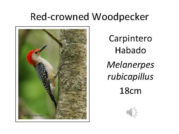 Red-crowned Woodpecker Carpintero Habado Melanerpes rubicapillus 18 cm 