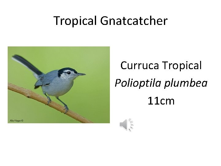 Tropical Gnatcatcher Curruca Tropical Polioptila plumbea 11 cm 