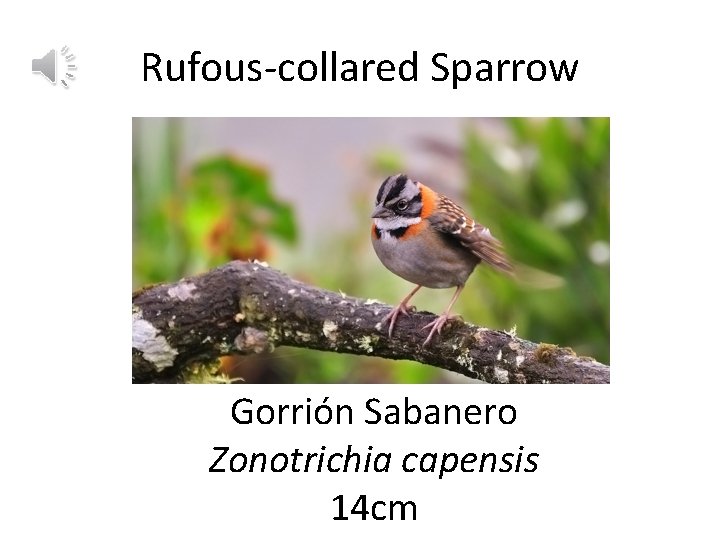 Rufous-collared Sparrow Gorrión Sabanero Zonotrichia capensis 14 cm 