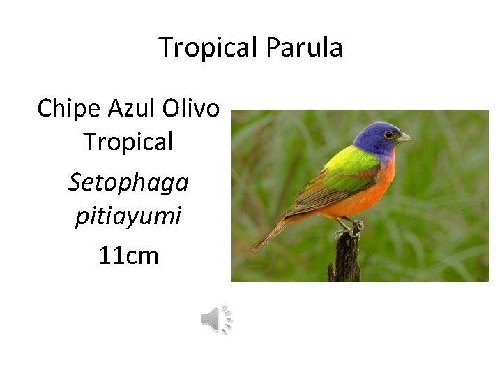 Tropical Parula Chipe Azul Olivo Tropical Setophaga pitiayumi 11 cm 