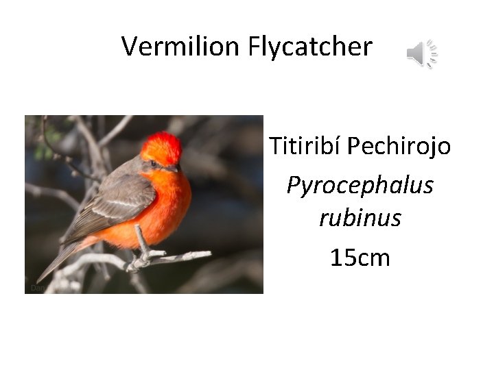 Vermilion Flycatcher Titiribí Pechirojo Pyrocephalus rubinus 15 cm 