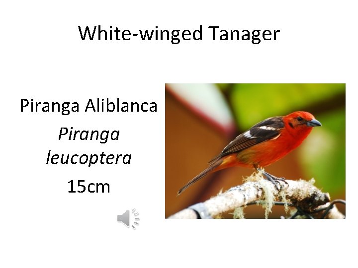 White-winged Tanager Piranga Aliblanca Piranga leucoptera 15 cm 