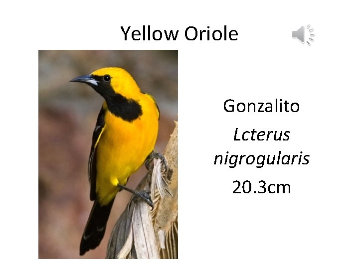 Yellow Oriole Gonzalito Lcterus nigrogularis 20. 3 cm 