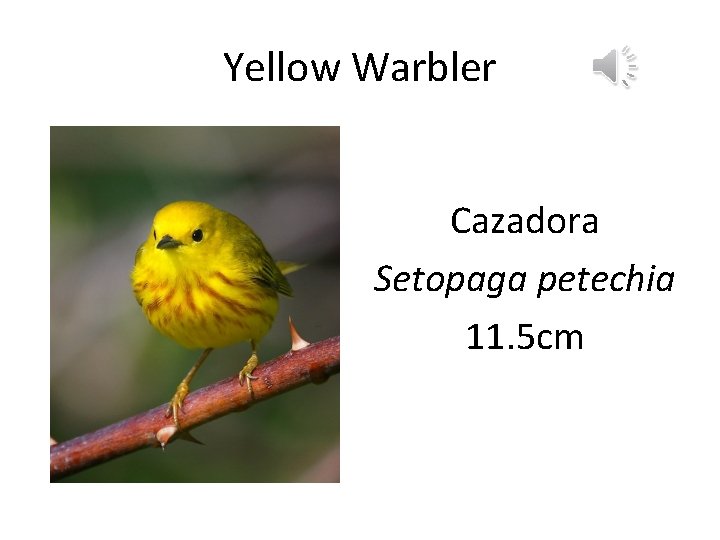 Yellow Warbler Cazadora Setopaga petechia 11. 5 cm 