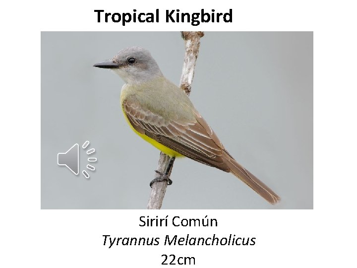 Tropical Kingbird Sirirí Común Tyrannus Melancholicus 22 cm 