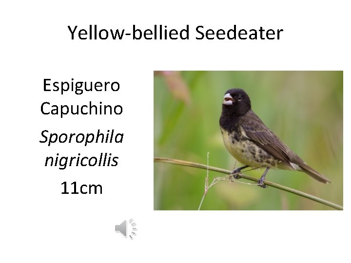 Yellow-bellied Seedeater Espiguero Capuchino Sporophila nigricollis 11 cm 