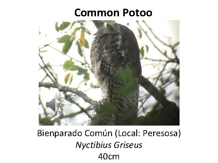 Common Potoo Bienparado Común (Local: Peresosa) Nyctibius Griseus 40 cm 