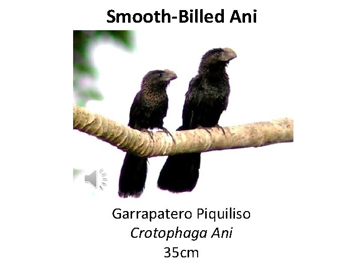 Smooth-Billed Ani Garrapatero Piquiliso Crotophaga Ani 35 cm 