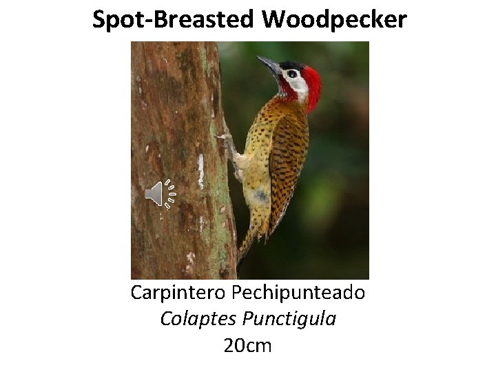 Spot-Breasted Woodpecker Carpintero Pechipunteado Colaptes Punctigula 20 cm 