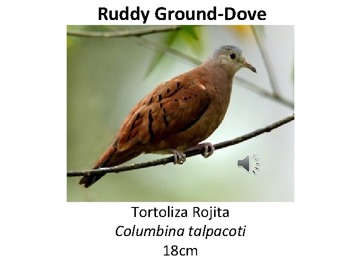 Ruddy Ground-Dove Tortoliza Rojita Columbina talpacoti 18 cm 