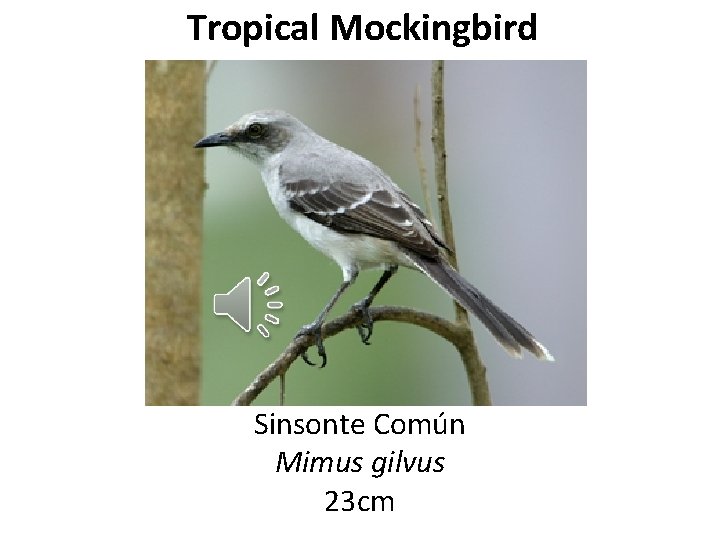 Tropical Mockingbird Sinsonte Común Mimus gilvus 23 cm 