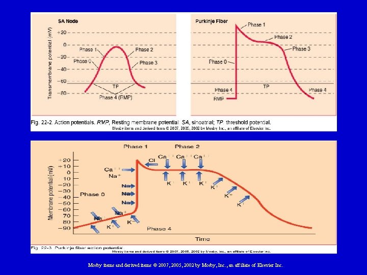 Mosby items and derived items © 2007, 2005, 2002 by Mosby, Inc. , an