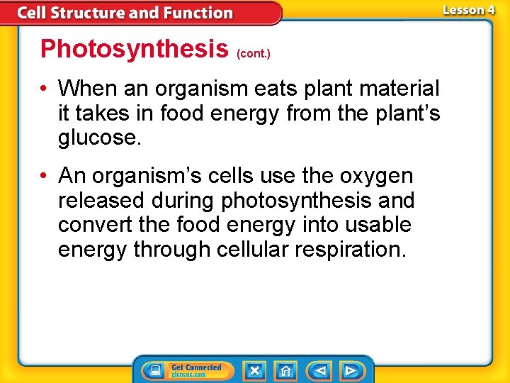Photosynthesis (cont. ) • When an organism eats plant material it takes in food