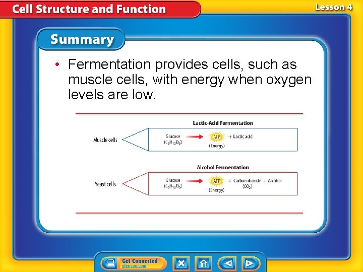  • Fermentation provides cells, such as muscle cells, with energy when oxygen levels