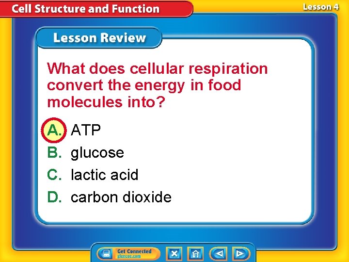 What does cellular respiration convert the energy in food molecules into? A. B. C.