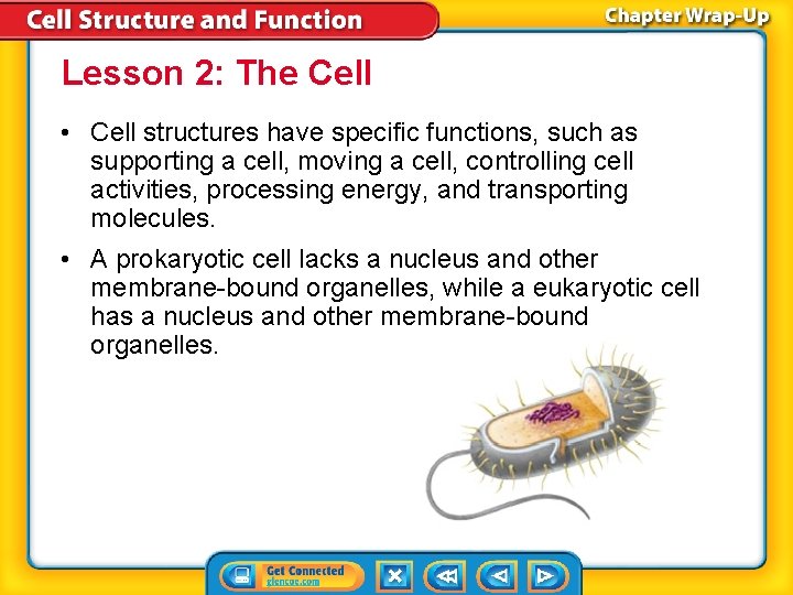 Lesson 2: The Cell • Cell structures have specific functions, such as supporting a