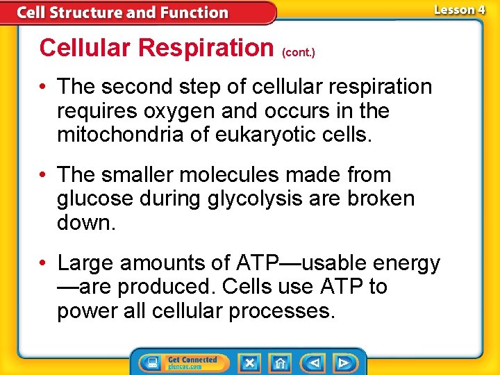 Cellular Respiration (cont. ) • The second step of cellular respiration requires oxygen and