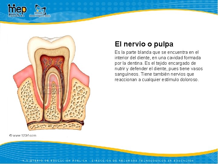 El nervio o pulpa Es la parte blanda que se encuentra en el interior