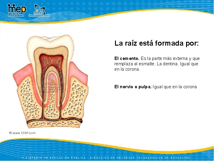 La raíz está formada por: El cemento. Es la parte más externa y que