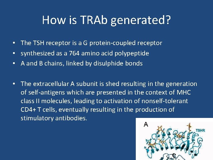 How is TRAb generated? • The TSH receptor is a G protein-coupled receptor •