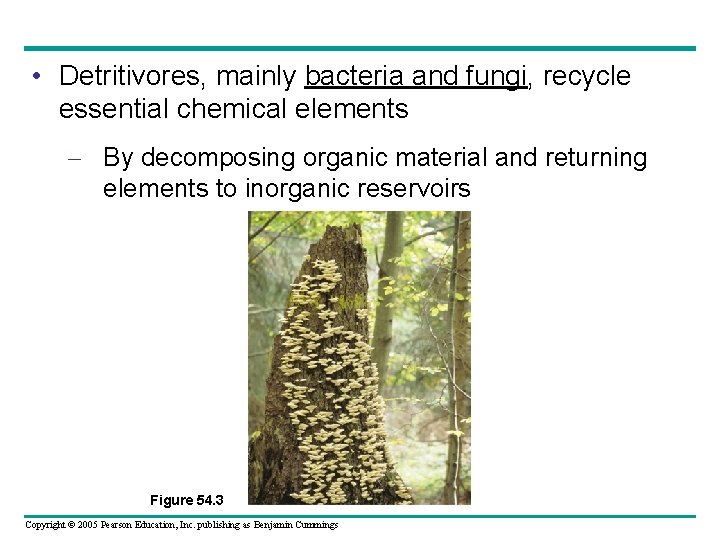  • Detritivores, mainly bacteria and fungi, recycle essential chemical elements – By decomposing