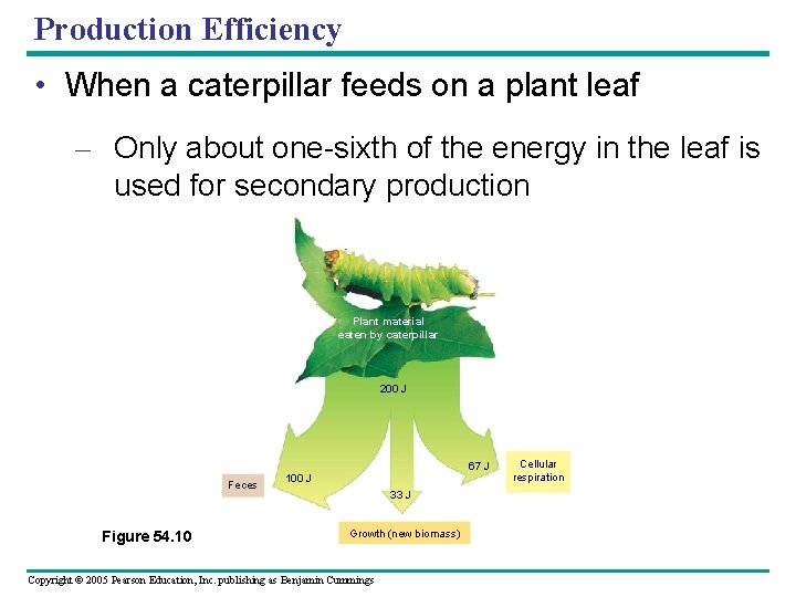 Production Efficiency • When a caterpillar feeds on a plant leaf – Only about