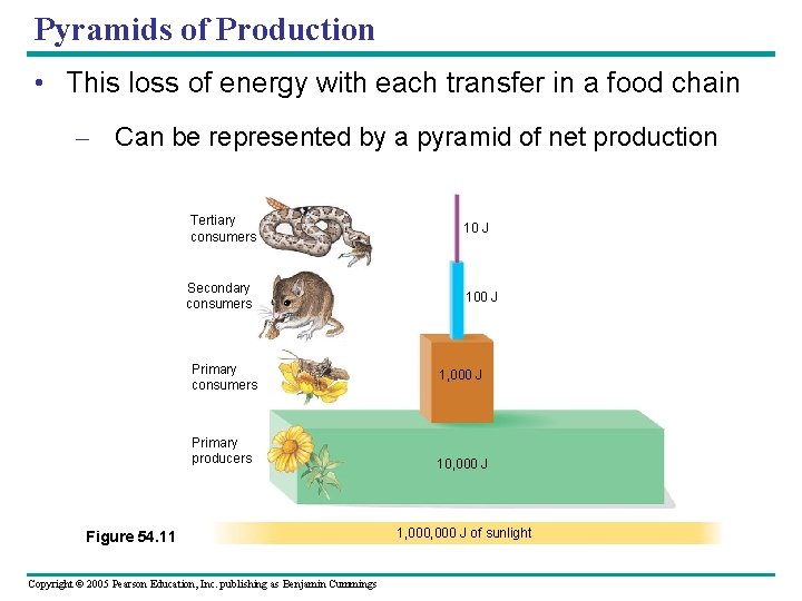 Pyramids of Production • This loss of energy with each transfer in a food