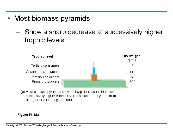  • Most biomass pyramids – Show a sharp decrease at successively higher trophic