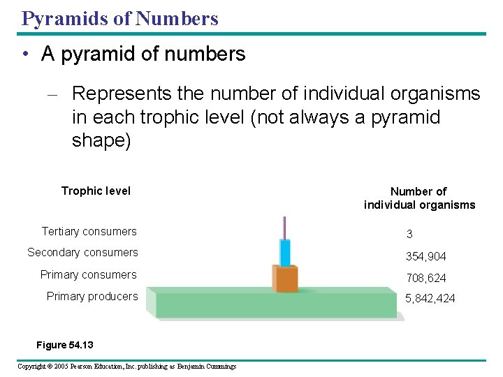 Pyramids of Numbers • A pyramid of numbers – Represents the number of individual
