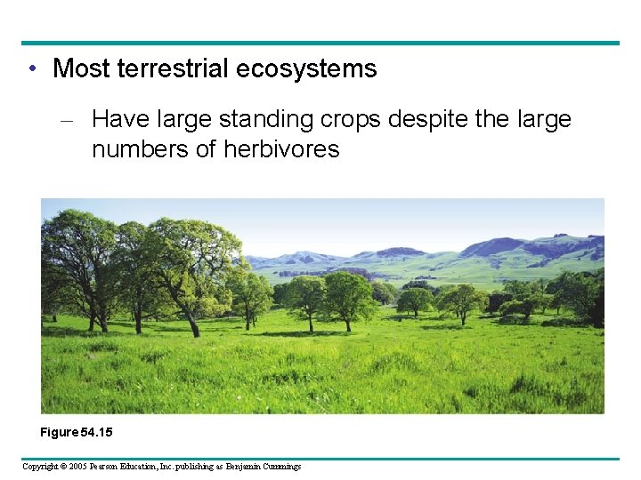  • Most terrestrial ecosystems – Have large standing crops despite the large numbers