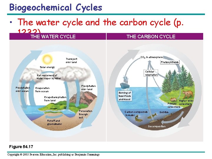 Biogeochemical Cycles • The water cycle and the carbon cycle (p. 1232) THE CARBON