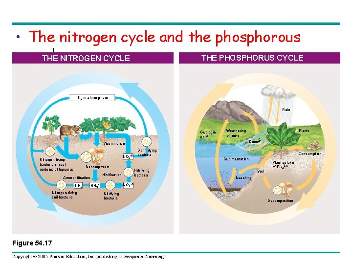  • The nitrogen cycle and the phosphorous cycle THE PHOSPHORUS CYCLE THE NITROGEN