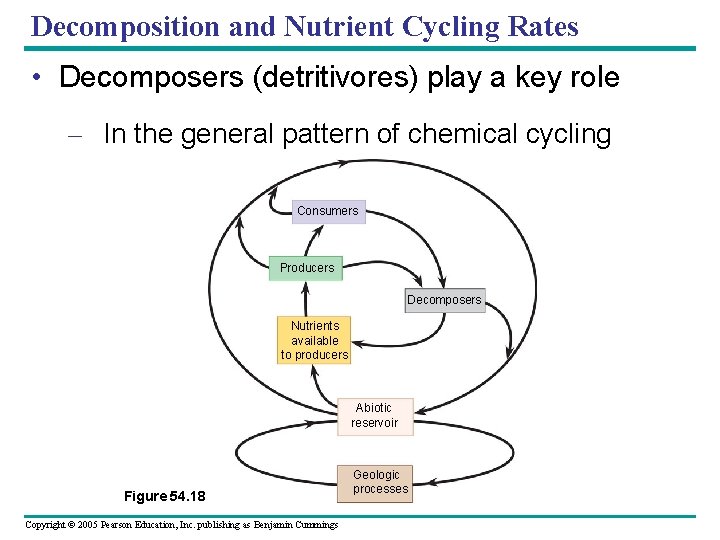 Decomposition and Nutrient Cycling Rates • Decomposers (detritivores) play a key role – In