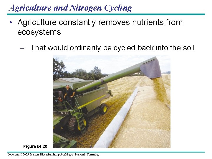 Agriculture and Nitrogen Cycling • Agriculture constantly removes nutrients from ecosystems – That would