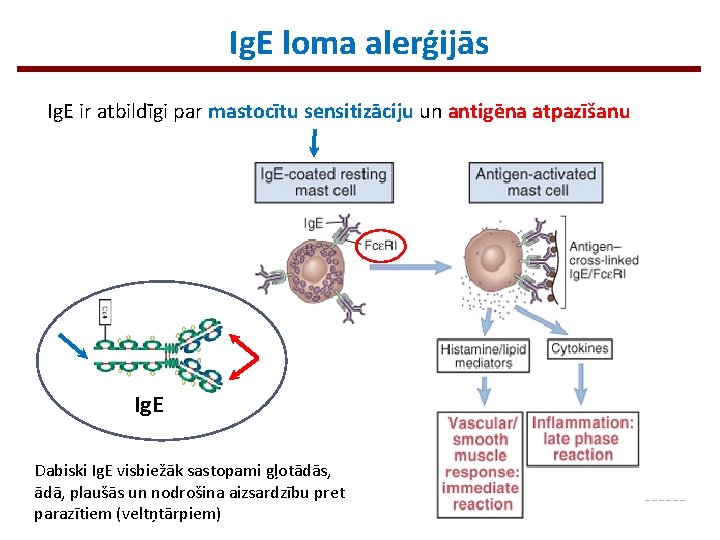 Ig. E loma alerģijās Ig. E ir atbildīgi par mastocītu sensitizāciju un antigēna atpazīšanu