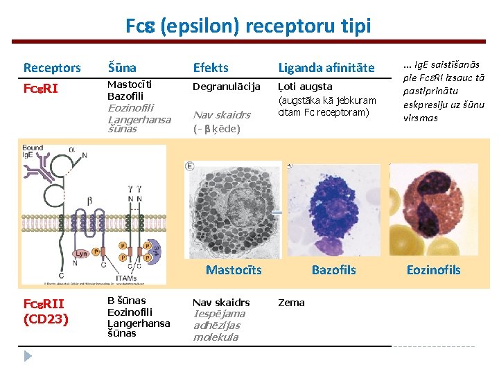 Fce (epsilon) receptoru tipi Receptors Šūna Efekts Liganda afinitāte Fce. RI Mastocīti Bazofili Degranulācija