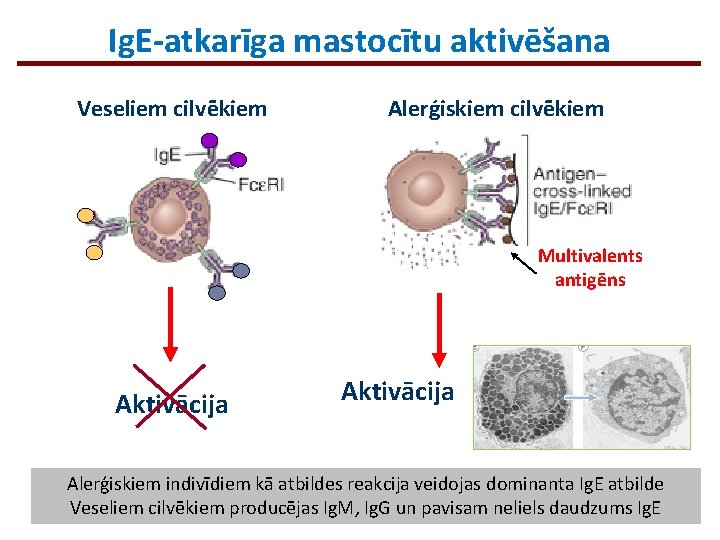 Ig. E-atkarīga mastocītu aktivēšana Veseliem cilvēkiem Alerģiskiem cilvēkiem Multivalents antigēns Aktivācija Alerģiskiem indivīdiem kā