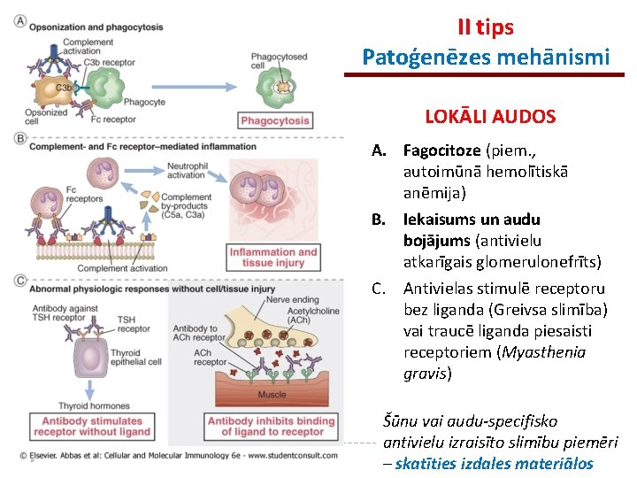 II tips Patoģenēzes mehānismi LOKĀLI AUDOS A. Fagocitoze (piem. , autoimūnā hemolītiskā anēmija) B.