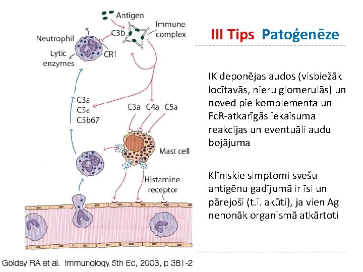 III Tips Patoģenēze IK deponējas audos (visbiežāk locītavās, nieru glomerulās) un noved pie komplementa