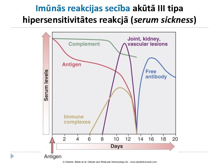 Imūnās reakcijas secība akūtā III tipa hipersensitivitātes reakcjā (serum sickness) 